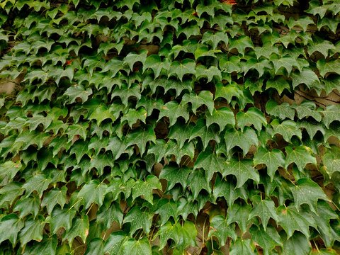 ​Close-up background texture of dense green ivy leaves covering a wall