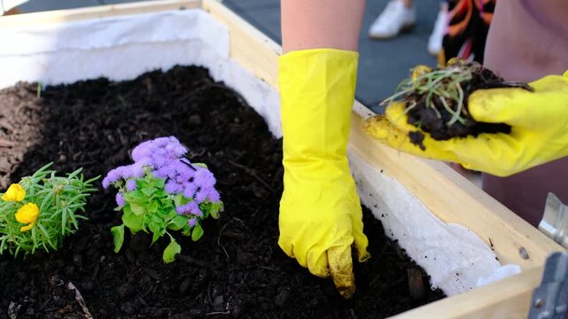 City Sustainability, Hands in yellow gloves plant flowers in wooden crates on city rooftop. Urban gardening community grows herbs and vegetables like mint and tomatoes in sustainable environment.