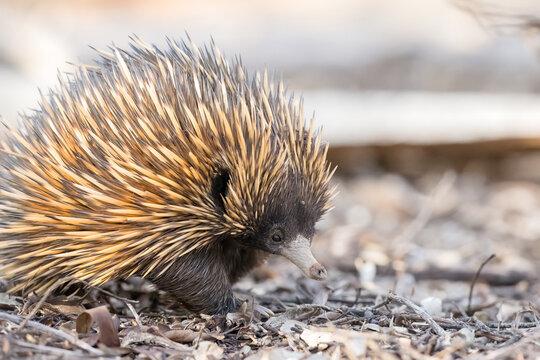 A close view of a short‑beaked echidna foraging among leaf litter in Australian bushland, showing natural behaviour, detailed spines and authentic habitat suitable for nature and conservation themes.