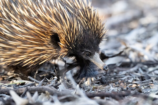A short‑beaked echidna walking across leaf litter in Australian bushland, showing natural movement, detailed spines and authentic habitat suitable for nature, ecology and conservation themes.