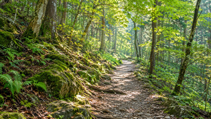 Obraz premium Sunlit Forest Path Through Lush Green Woodland in Japan