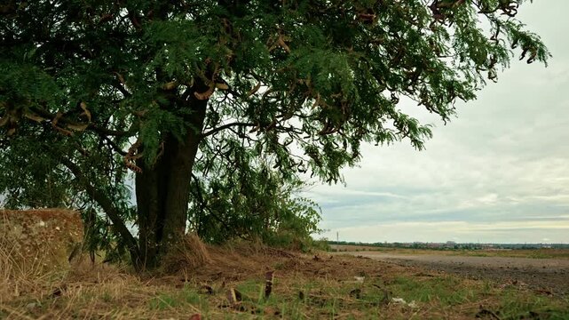 Low-angle shot of a honey locust tree with seed pods standing beside an empty country road in a rural landscape under overcast daylight.
