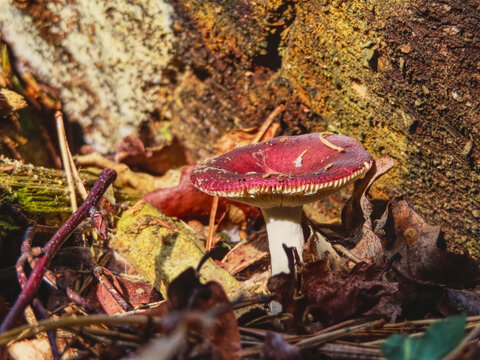 Red russula mushroom with a crimson cap and white stem among fallen autumn leaves and moss on a forest floor in Voorsterbos, Flevoland, Netherlands