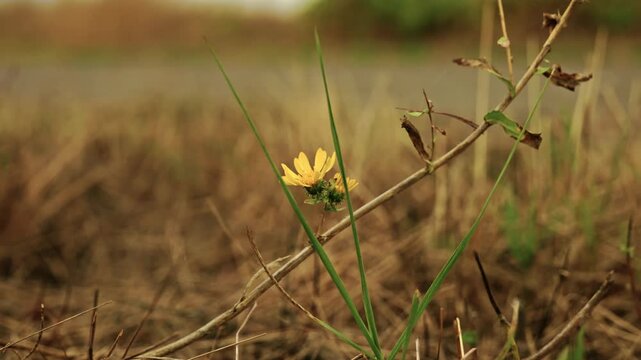 Close-up shot of a small yellow wildflower blooming on slender green stems in a dry meadow under soft warm natural light.