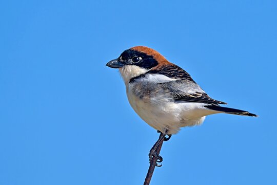 Woodchat Shrike (Lanius senator), Crete