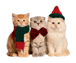Obraz premium PNG Three adorable kittens wearing colorful winter accessories together