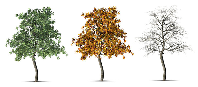 Tree seasons set green summer orange autumn bare winter transparent background