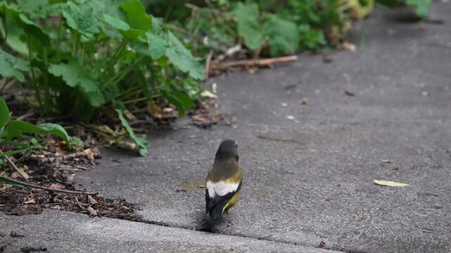 Close up of an Evening Grosbeak on the ground as it hops down the path.
