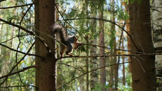 A squirrel jumps from branch to branch, slow motion 120 fps.