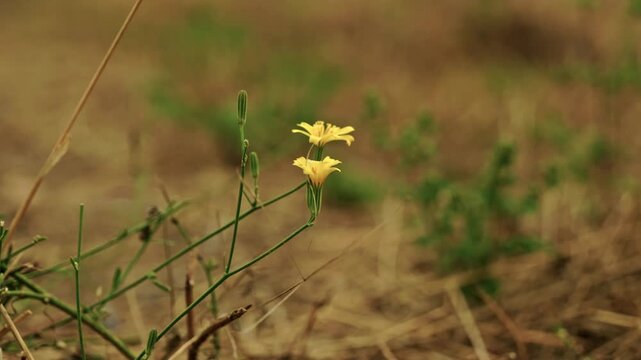 Close-up shot of a small yellow wildflower blooming on slender green stems in a dry meadow under soft warm natural light.