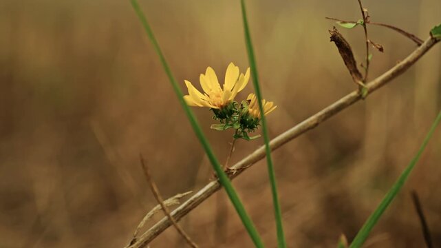 Close-up shot of a small yellow wildflower blooming on slender green stems in a dry meadow under soft warm natural light.