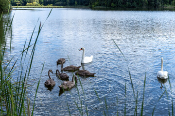 A family of swans is swimming on the lake in the fall © Matsko