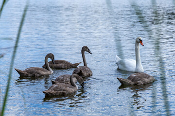 A family of swans is swimming on the lake in the fall © Matsko