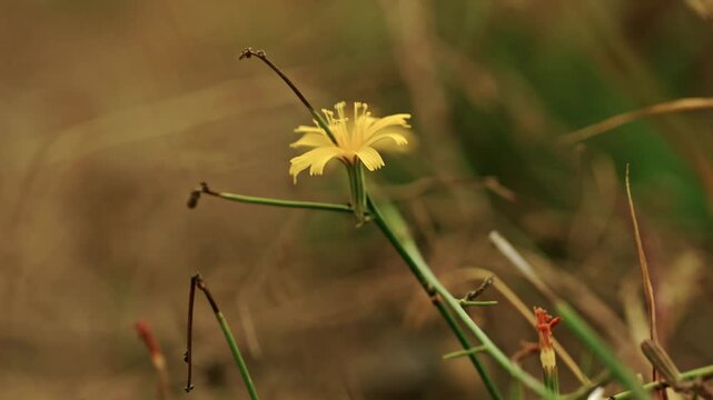 Close-up shot of a small yellow wildflower blooming on slender green stems in a dry meadow under soft warm natural light.
