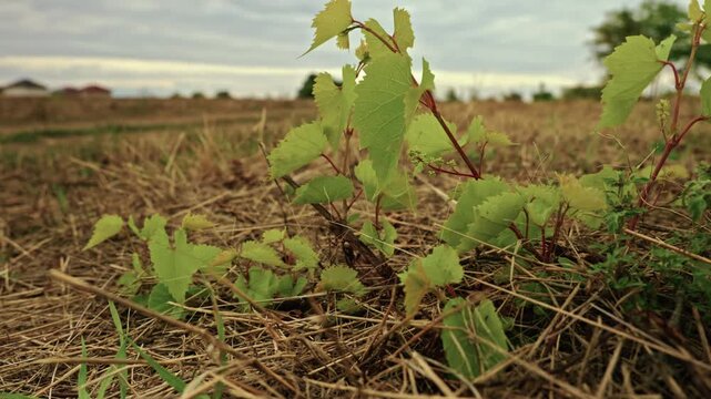 Close-up shot of a young grapevine sprout growing among dry grass in a rural field under soft daylight.