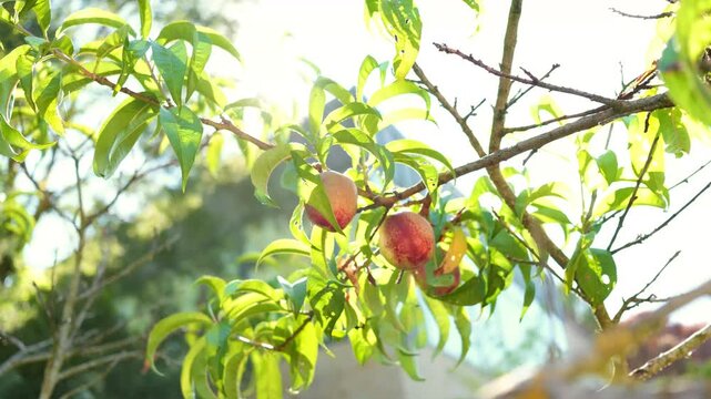 Nectarines ripening on a sunlit summer branch