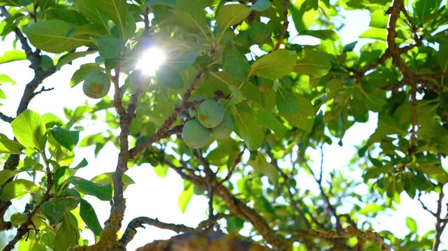 Sunlight filtering through lush fruit tree in summer