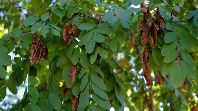 Lush summer fruit tree with ripe seed pods