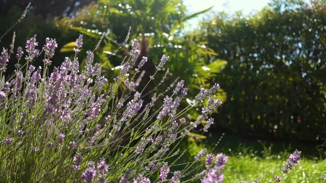Lavender field under summer sunlight with lush greenery