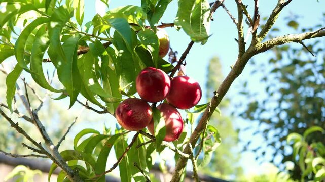 Nectarines on tree in sunny country setting