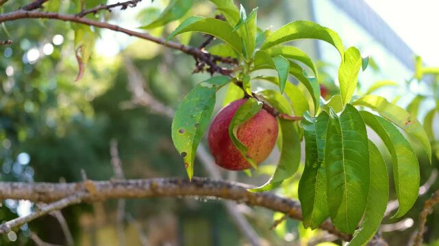 Nectarine tree branch with ripe fruit in summer