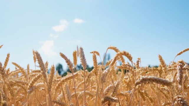 Golden field of wheat swaying under a clear blue sky