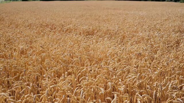 Golden wheat field under bright sun stretching open