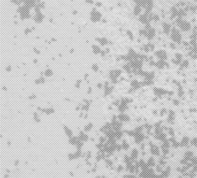 Black and White Halftone Grunge Texture Overlay, Vintage Distressed Noise Dotted Pattern Vector Background for Print and Screen Design