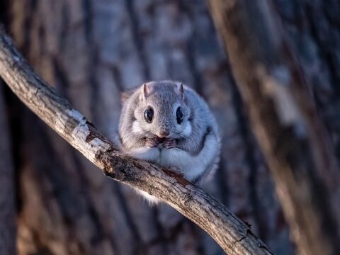 Ezo Flying Squirrel Eating on a Branch