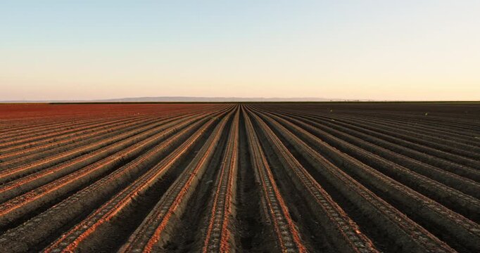 Cultivated agricultural land with furrows converging towards the horizon at sunset