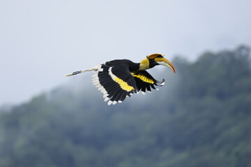 Great Hornbill (Buceros bicornis) flying in mid-air. High-quality wildlife action photography of an iconic Asian rainforest hornbill. © manoch
