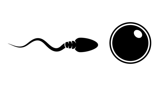 Sperm cell and ovum silhouettes against a white background depict reproduction