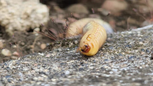 Large white beetle larva crawling on ground close up