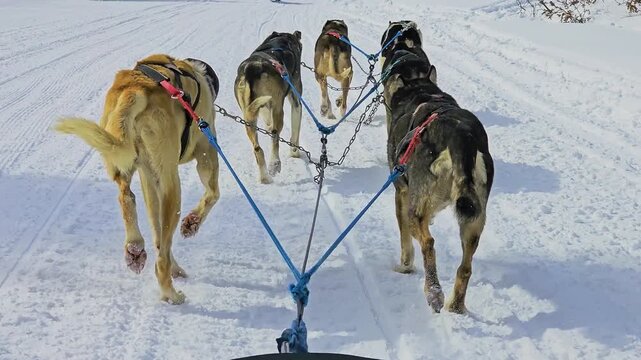 Canadian Rockies dog sledding adventure from the sled, with working huskies running through fresh snow, alpine forest, mountain slopes, and a frozen landscape in daylight under blue sky.