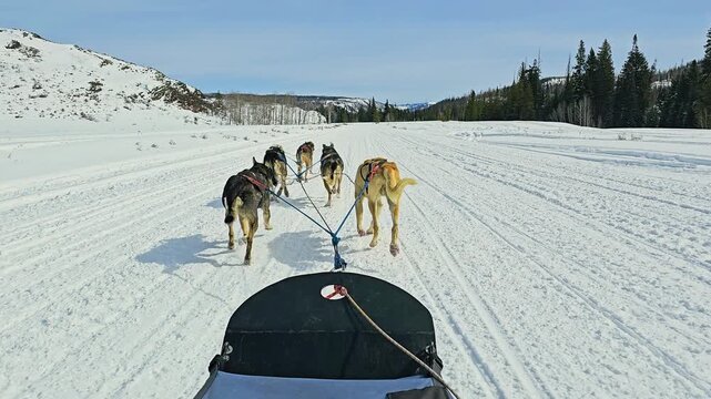 Fast dogsled ride follows six working dogs across packed snow, with a first person view of the team, forested slopes, open valleys, and crisp cold weather in bright daylight under blue sky.