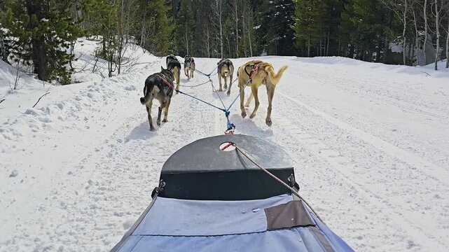 Idaho dogsledding POV follows a working husky team along a groomed winter trail, surrounded by deep snow, evergreen forest, open meadows, and distant mountain hills ahead in bright daylight.