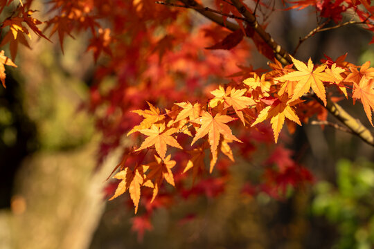 鮮やかに色づく紅葉