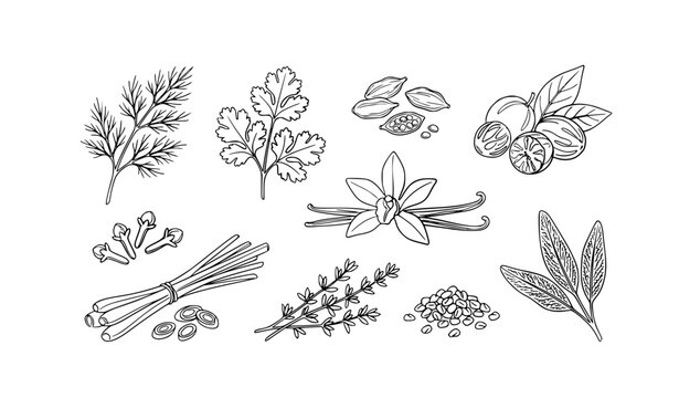 Abstract hand drawn spices and herbs line art vector illustrations for menu