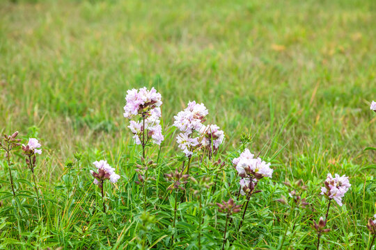 Saponaria officinalis soapwort pink flowers