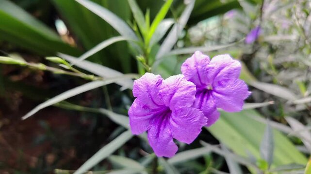 Beautiful purple Mexican petunia flowers (Ruellia simplex) blooming in the garden.