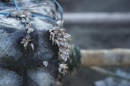 Close-up macro shot of small gooseneck barnacles and sea shells attached to a weathered plastic float tied with blue rope on a coastal fishing beach, ocean waste and marine biology concept.