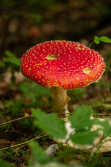 Fototapeta premium High-angle view of a mature red fly agaric mushroom with characteristic white dots growing among dry autumn leaves and forest plants. Perfectly captures the atmosphere of autumn woodland.