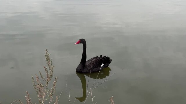 Black swan swimming on the water surface in a lake or pond