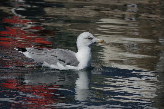 the yellow legged gull (Larus michahellis)
