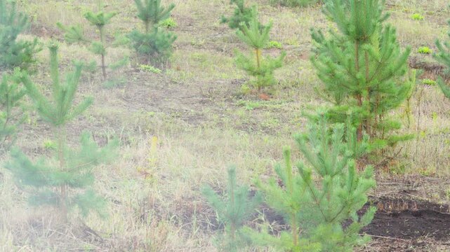 Rows of young green pine saplings grow on a cleared hillside field in nature during daylight, with soft morning mist floating near the ground.