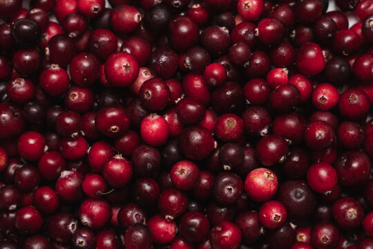 Fresh ripe cranberries close up, red berry background and seasonal autumn fruit texture