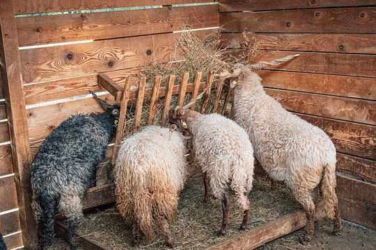 Racka sheep with impressive spiral horns eating dry hay from a wooden feeder, showing their unique long wool and farm life