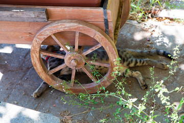 Striped cat resting under wooden cart wheel beside sunlit stone path with rustic outdoor texture, dappled light, weathered wood, relaxed pose, countryside setting, and quiet everyday scene © PhotoKrat