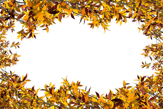 Autumn tree branches  frame with yellow leaves border on transparent background.