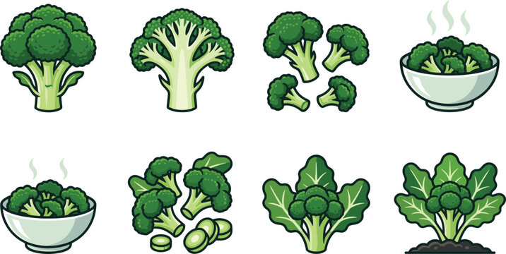 Fresh broccoli collection with whole heads, florets, steamed bowls, sliced stems, leafy sprouts and growing vegetable illustrations